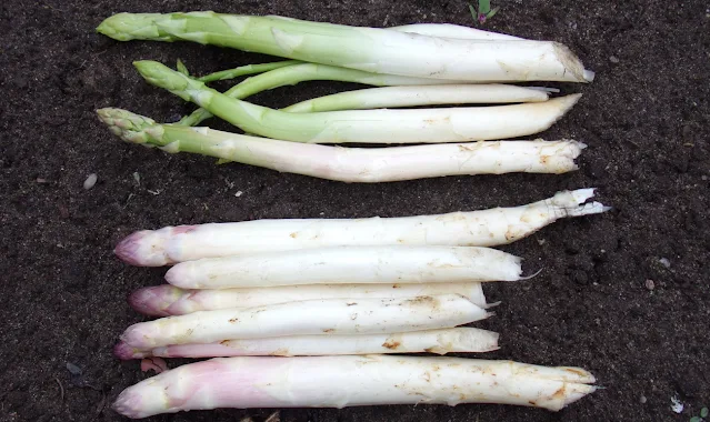 Grünspargel und Bleichspargel im Vergleich