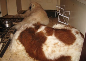 DOGS 009