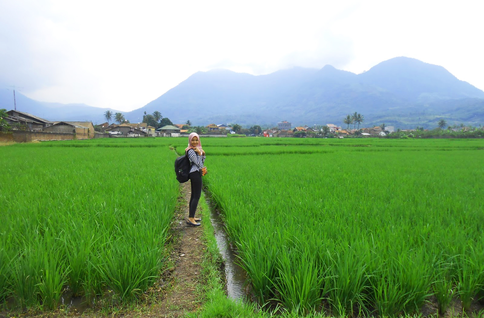 Wow 20 Gambar Pemandangan Orang Di Sawah Richa Gambar