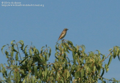 http://www.biodiversidadvirtual.org/aves/Saxicola-rubetra-img38826.html