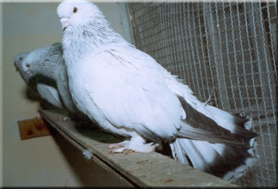 Seljuk Fantail Pigeon