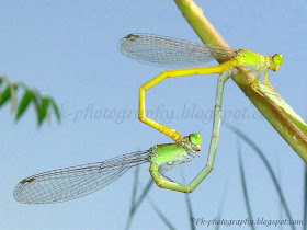 Damselflies Mating Picture