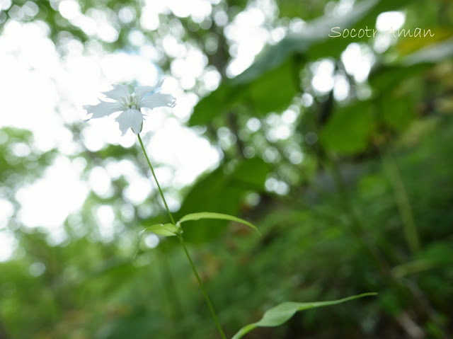 Lychnis gracillima