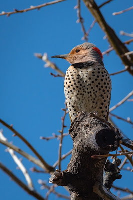 Northern Flicker, Bob Jones Nature Center