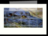big crocodile at crocolandia
