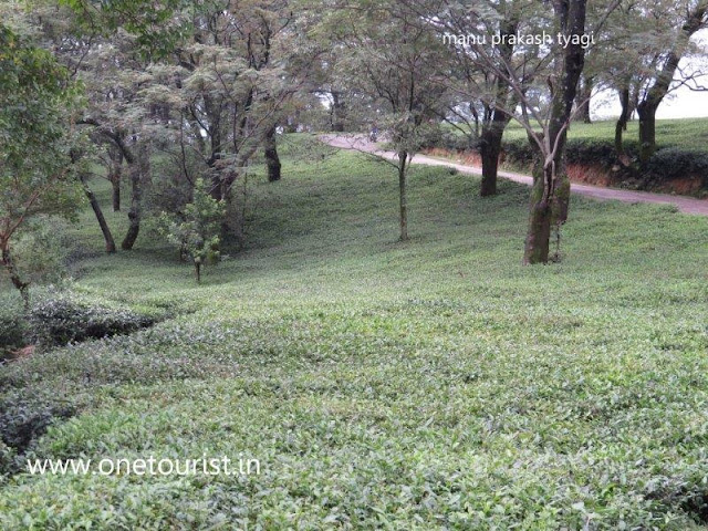 tea gardens of Dharamshala , himachal pradesh ,