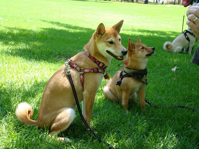Conheça os cachorros japoneses da raça Shiba Inu