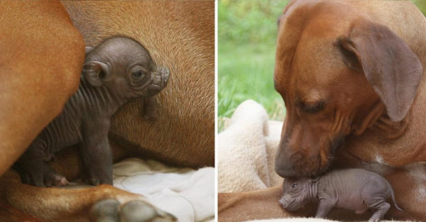 This Little Pig ‘Lost’ Her Family But This Loving Dog Decided To Adopt Her As One Of Her Own! 