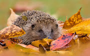 A Hedgehog's CalendarAutumn (autumn hedgehog)
