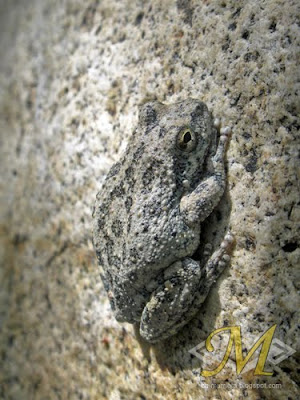 Murrieta Small Toad