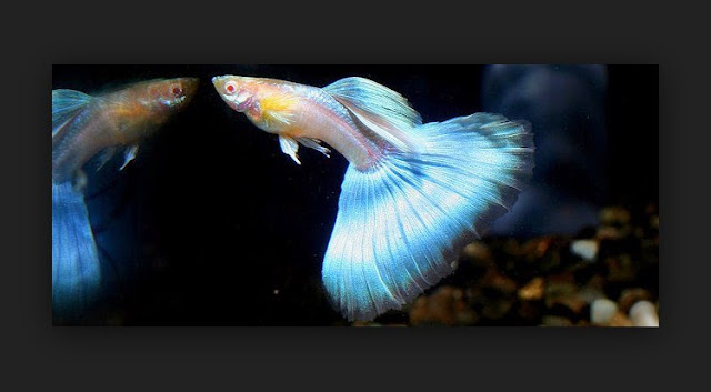 Dunia Ikan Hias - GUPPY JAPAN BLUE