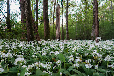 Bälauch-Blütenteppich im Allmend-Wald von Frauenfeld