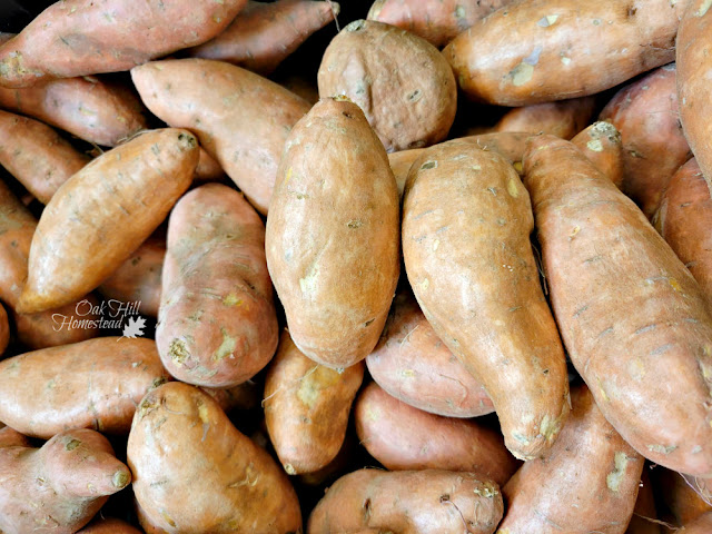 An abundant harvest of sweet potatoes
