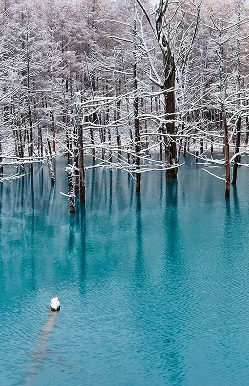 Blue Pond, Biei, Hokkaido, Japan