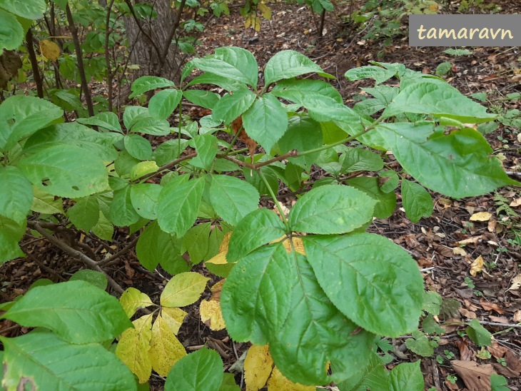 Свободноягодник сидячецветковый (Acanthopanax sessiliflorus, =Eleutherococcus sessiliflorus)