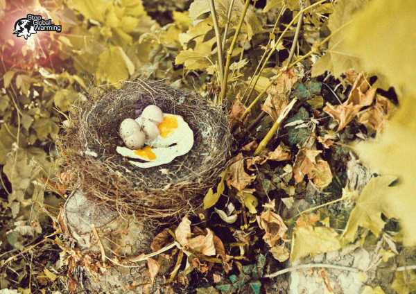 Fried eggs
