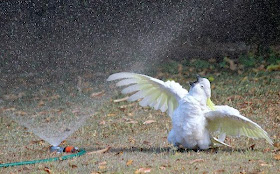 Funny animals of the week - 10 January 2014 (35 pics), cockatoo vs sprinkler