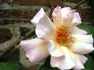 Pale pink rose against a brick wall