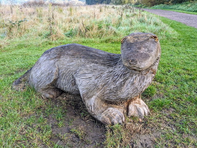 The otter close to the wildlife bench at point 6 in the walk