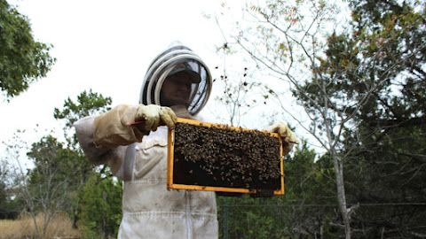 Liberty Hill honey farm prioritizes quality over quantity