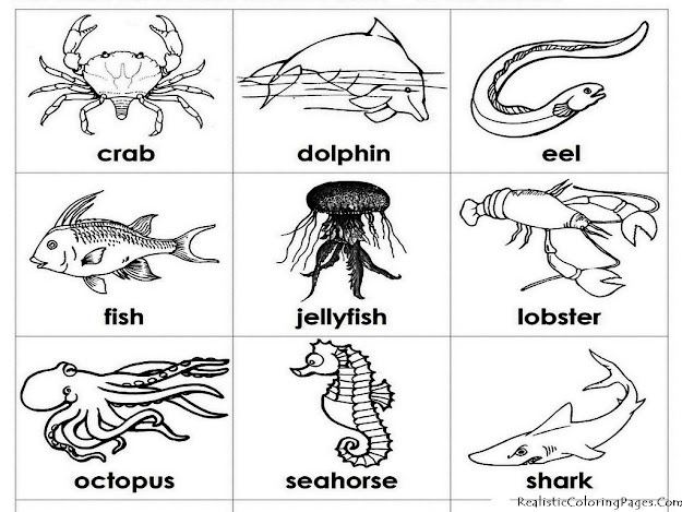 Coloring Pages Preschool Marine Biologist  Realistic Ocean Animals Coloring  Pages For Preschool