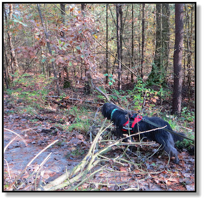 Sturmschaden im Wald