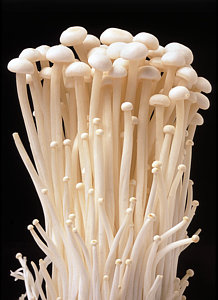 Gold Enoki (Flammulina velutipes)