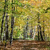 Fall Colors at Scenic Road in Richfield, Wisconsin