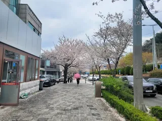벚꽃