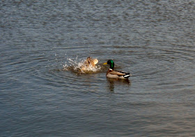 A pair of Mallard ducks at White Rock Lake, Dallas, TX