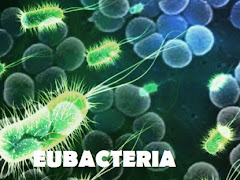 Pengertian, Ciri-Ciri, dan Klasifikasi dari Kingdom Eubacteria