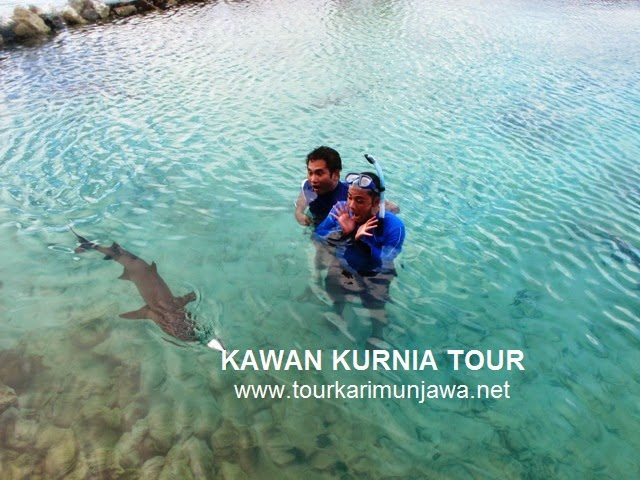 kolam hiu menjangan karimun jawa