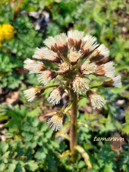 Белокопытник Татеваки (Petasites tatewakianus)