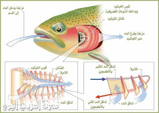 التنفّس الغلصمي عند السمكة2