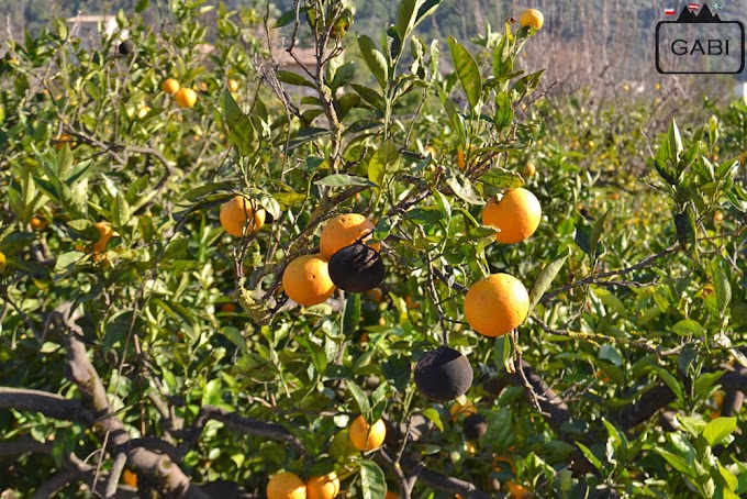 W pomarańczowym raju - Soller i Fornalutx
