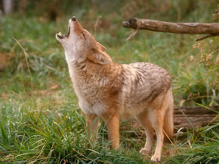 coyote