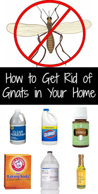 Effective & Easy: How To Get Rid Of Gnats In Your Home!!!!