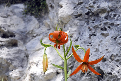 Лилия карниольская (Lilium carniolicum)