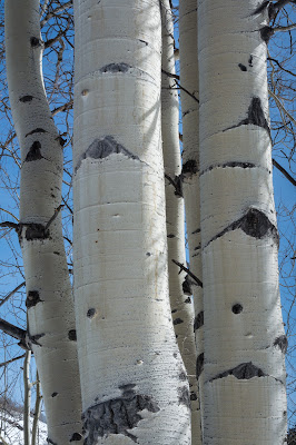 Aspens on Mill-Castle Trail