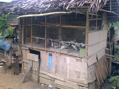 rumah burung merpati pakcik ahmad