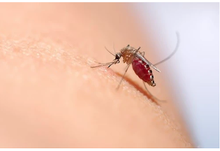 Home-Remedies-Of-Malaria-in-Hindi