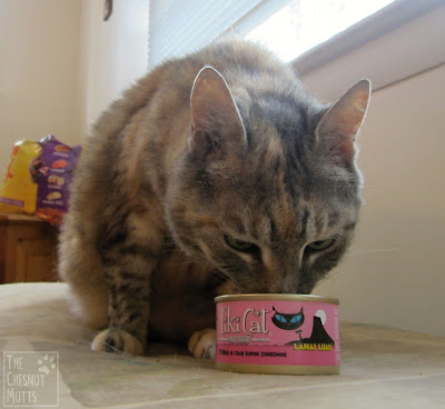 Smooshie eating some Tiki Cat Gourmet Whole Cat Food