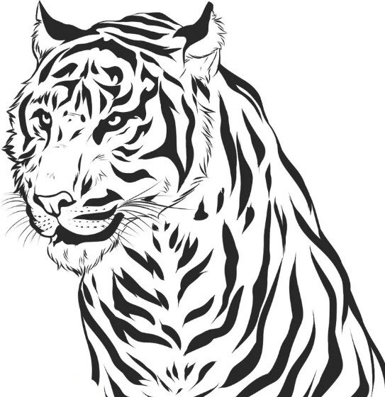 Tiger Colouring Pages Printable Pdf