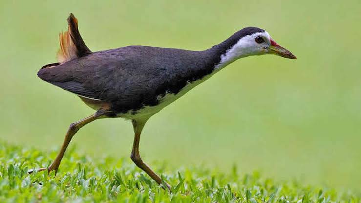  Burung Ruak  Ruak  Truwok Blog Tentang Burung 