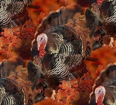 fall turkey bird image