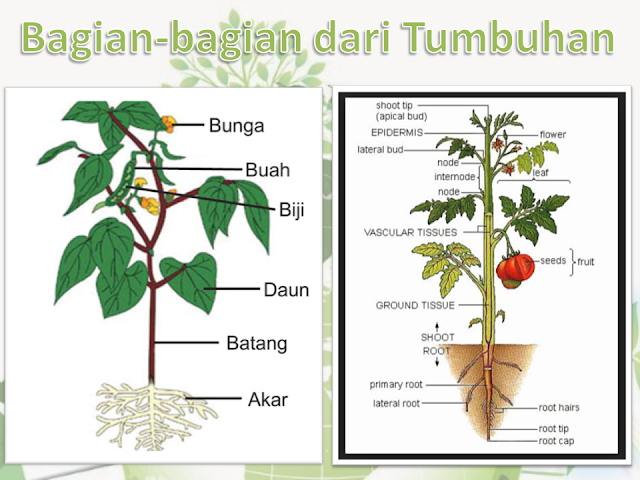 Bagian-Bagian Dari Tumbuhan