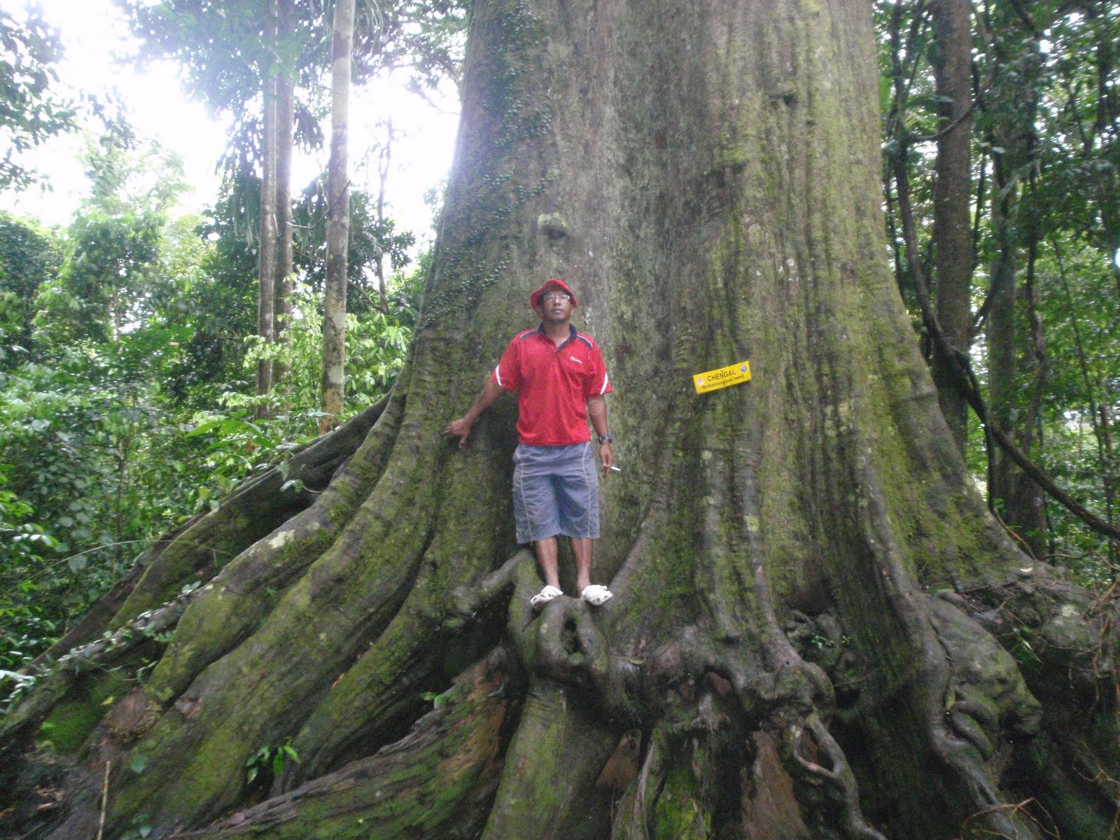 Terengganu Hebat: Pokok Cengal Tertua Dan Terbesar