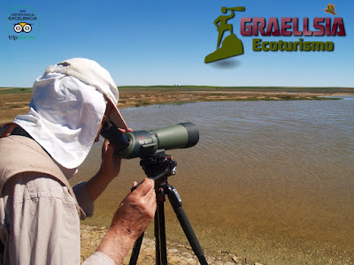 Excursión ornitológica en las Lagunas de Villafáfila