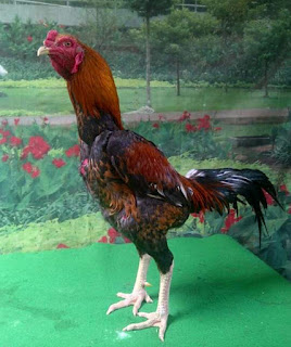  Ciri Khas Dan Keunggulan Ayam Aduan Jenis Pakhoy