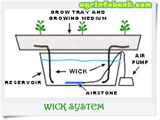 Basic Hydroponic Systems and How They Work